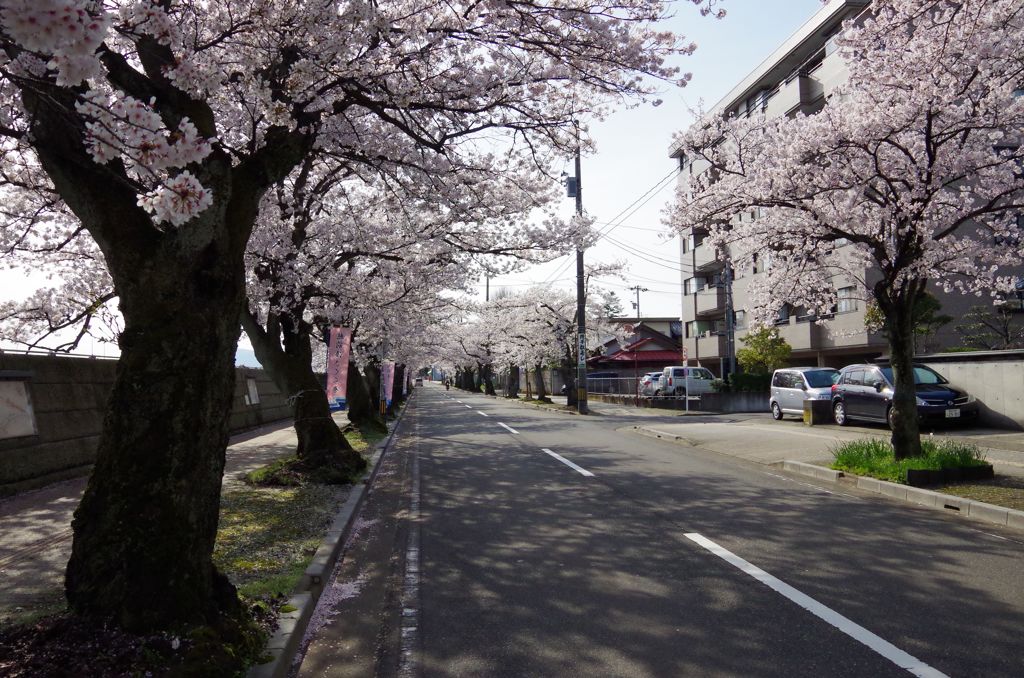 桜並木５