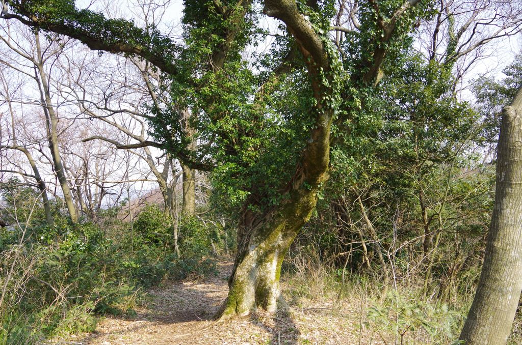 ゴッホの木