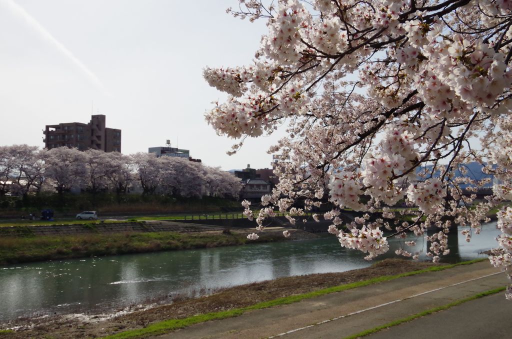 桜並木４