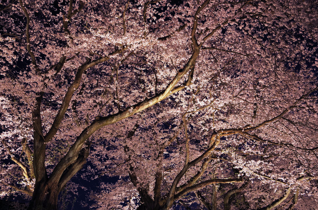 桜　夜化粧