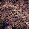 桜　夜化粧