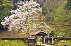 一乗谷朝倉氏遺跡　春