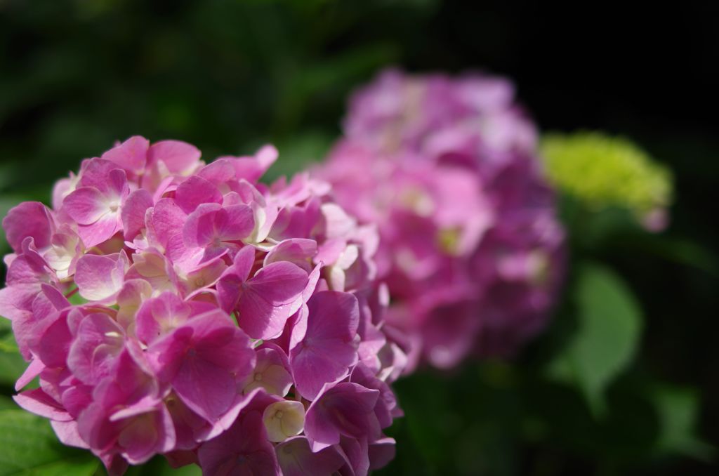 紫陽花