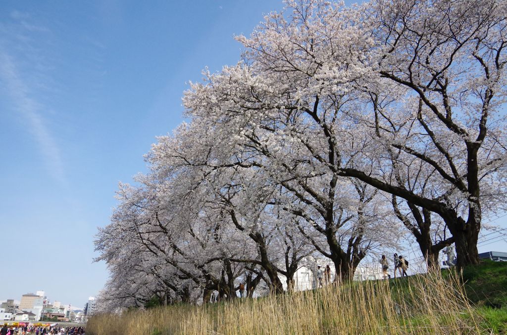 桜並木