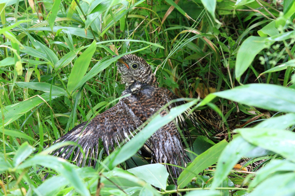 カッコウ幼鳥パート１