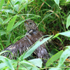 カッコウ幼鳥パート１
