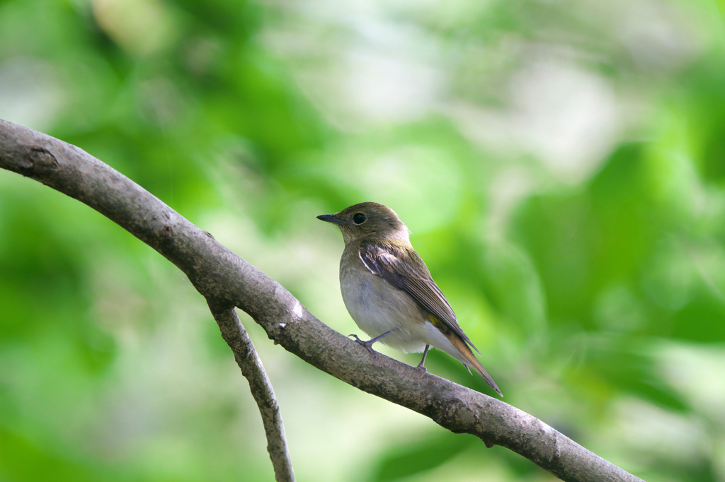 キビタキ♀タイプ