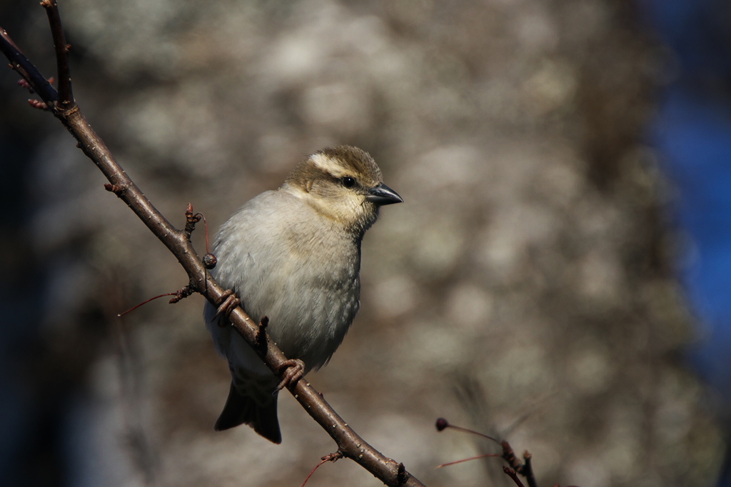 ♀