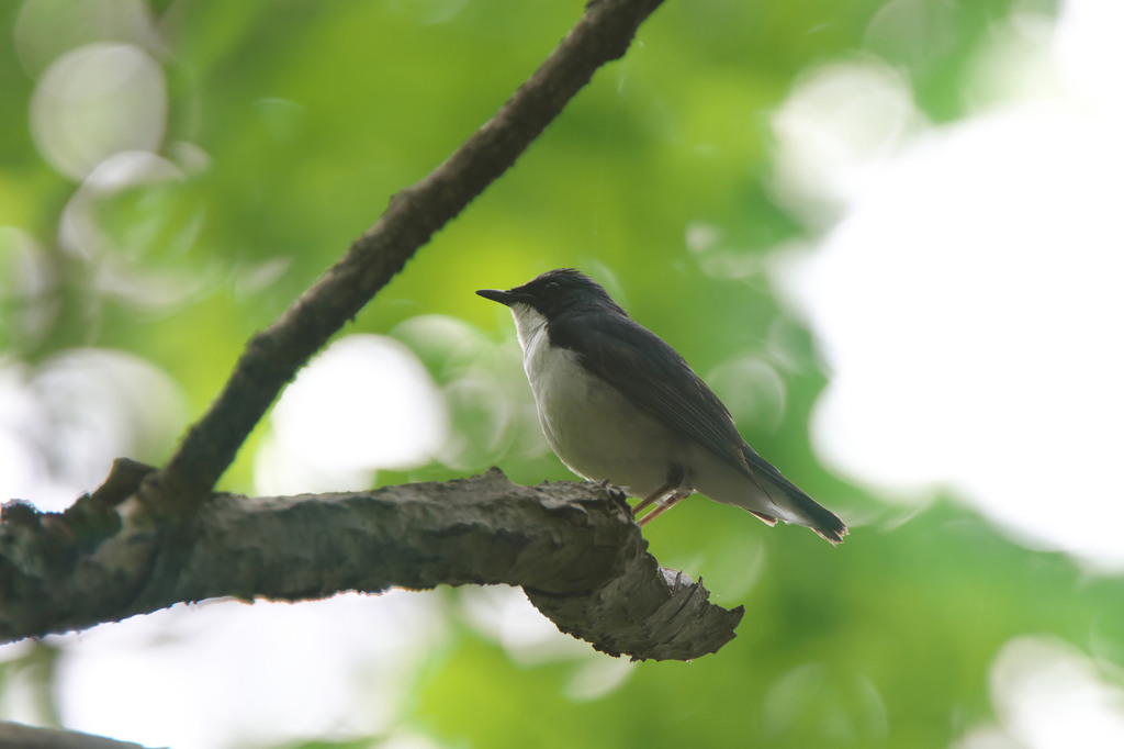 幸せの青い鳥夏バージョン