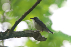 幸せの青い鳥夏バージョン