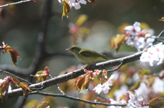 桜とムシクイ