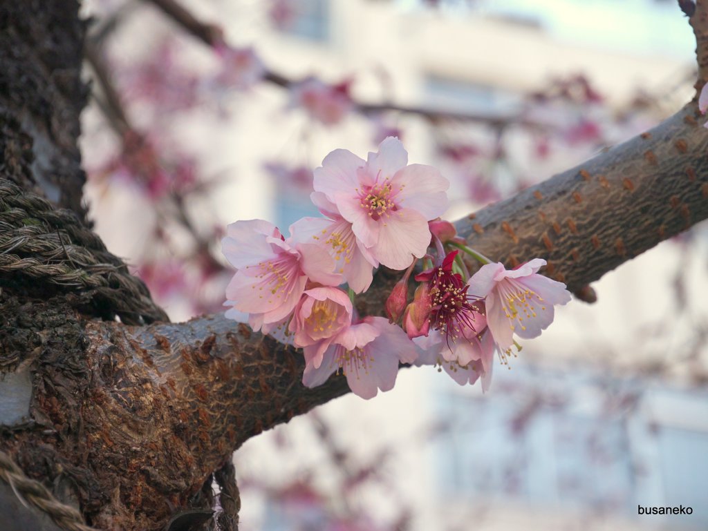 熱海寒桜1