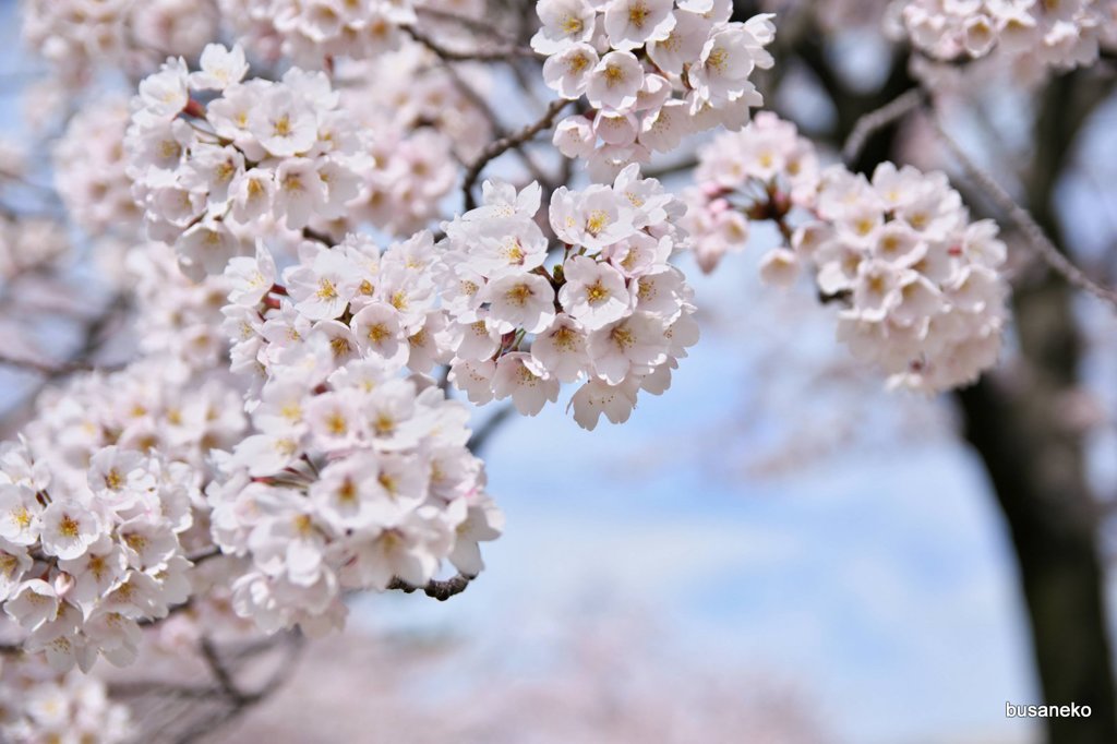 sakura001