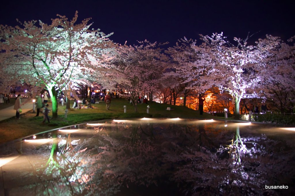 夜桜