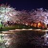 夜桜