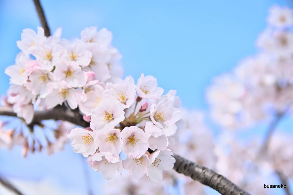 sakura004