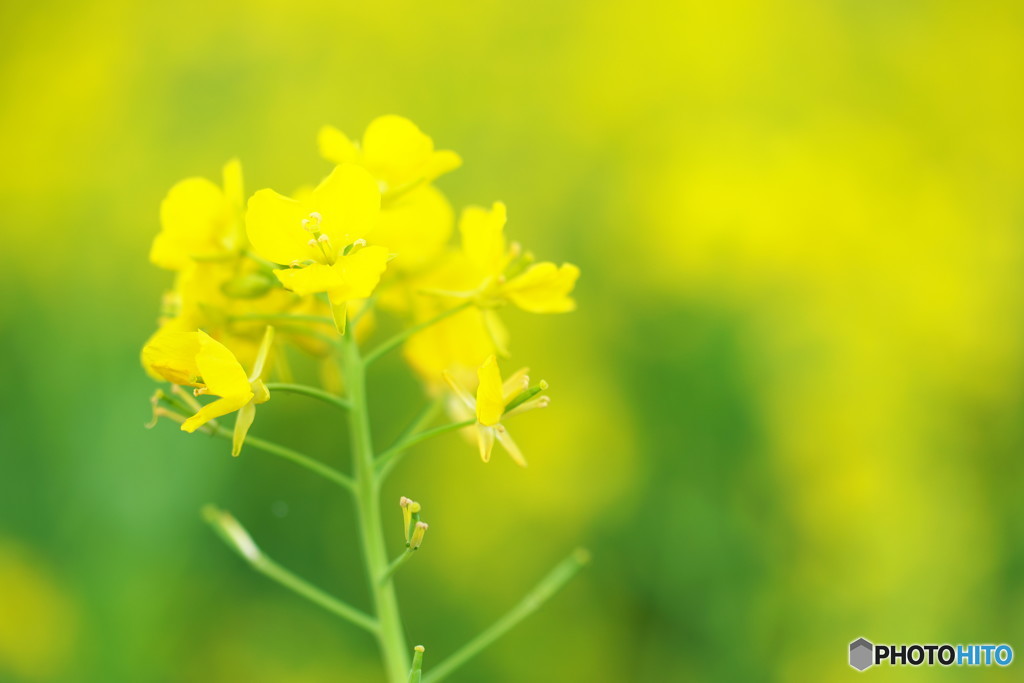 菜の花