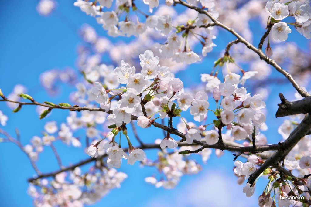 sakura010