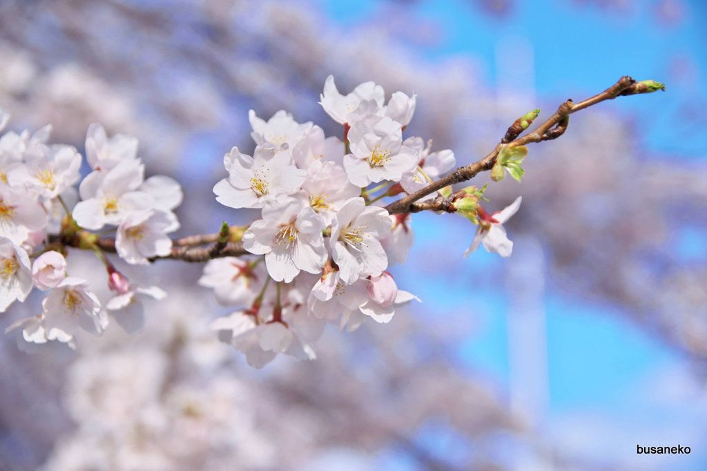 sakura013