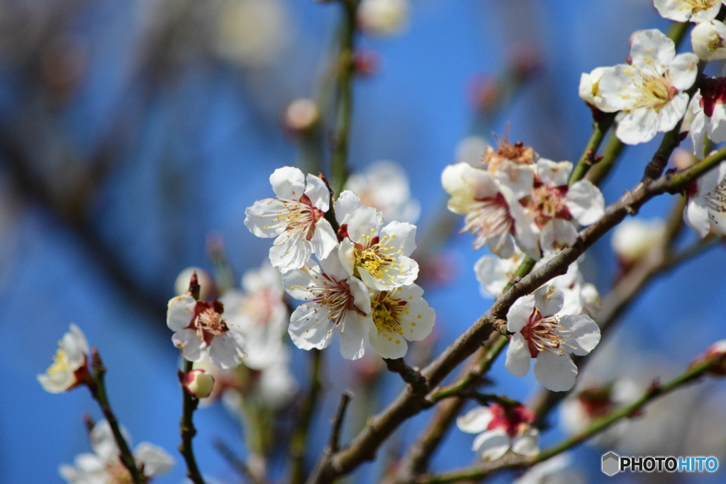 桜はまだかいな