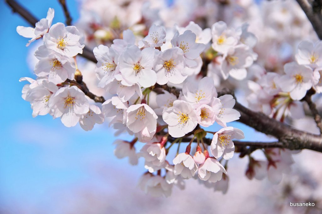 sakura012