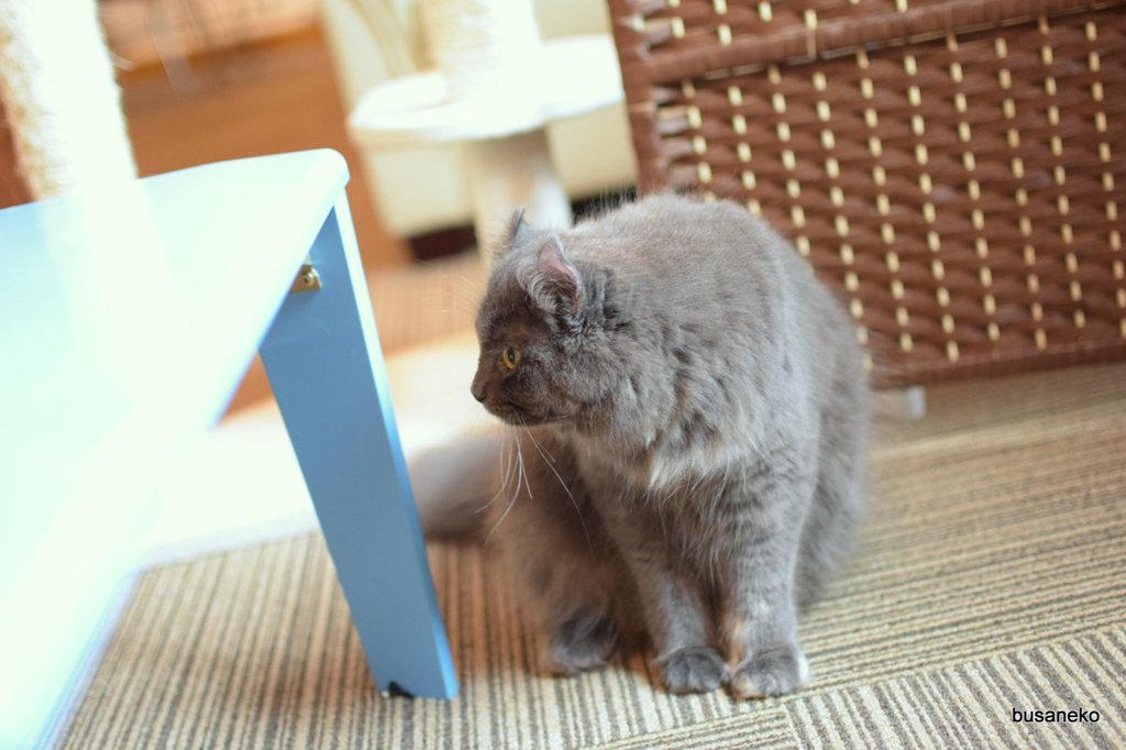 アミパ