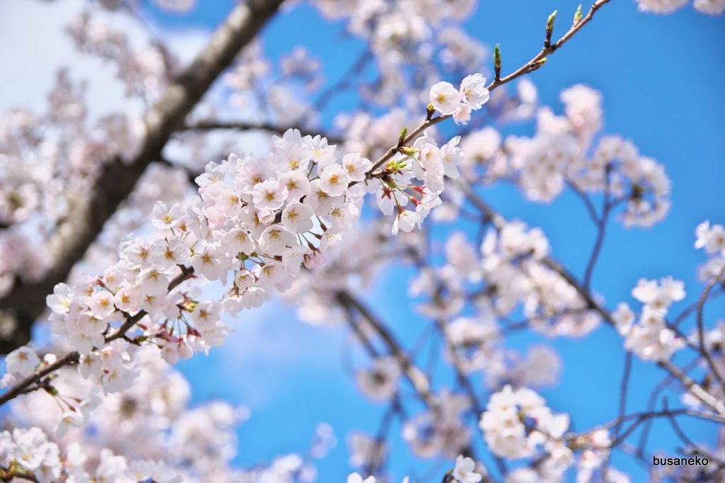 sakura003