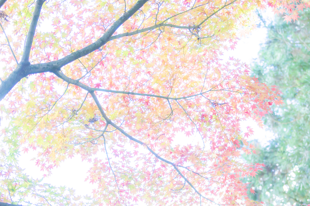 紅葉の虹