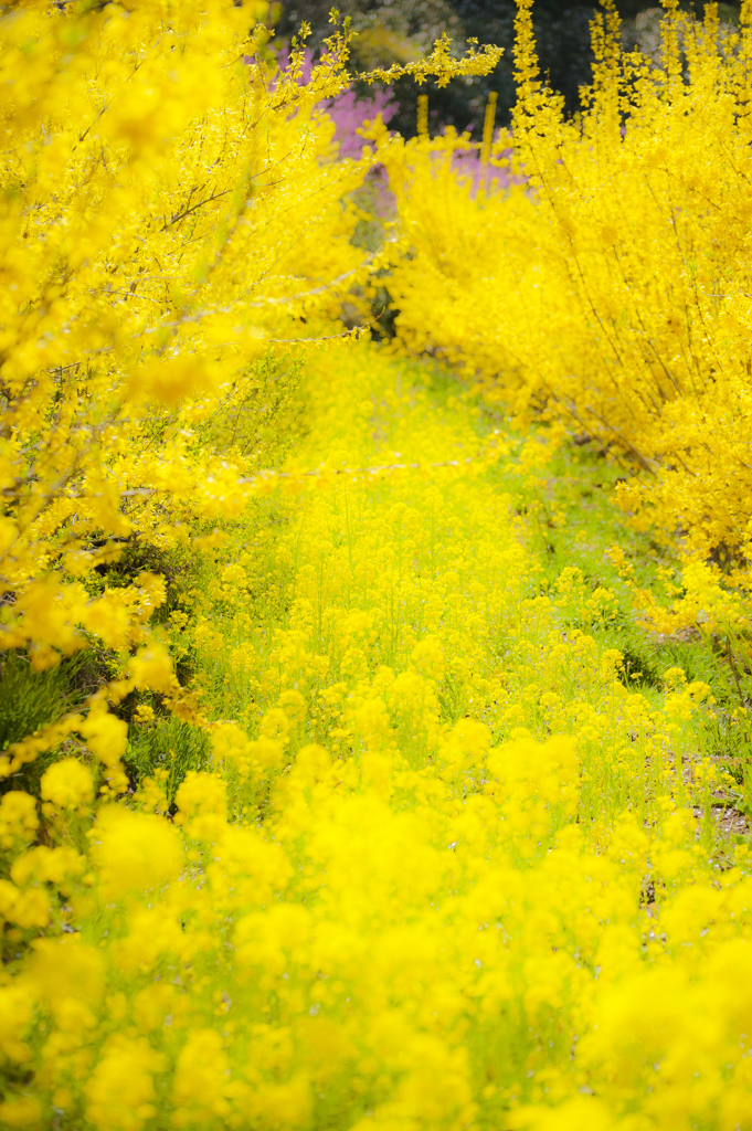 この路の向こうに。。。