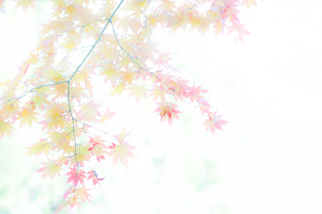 透明