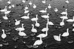 Swan