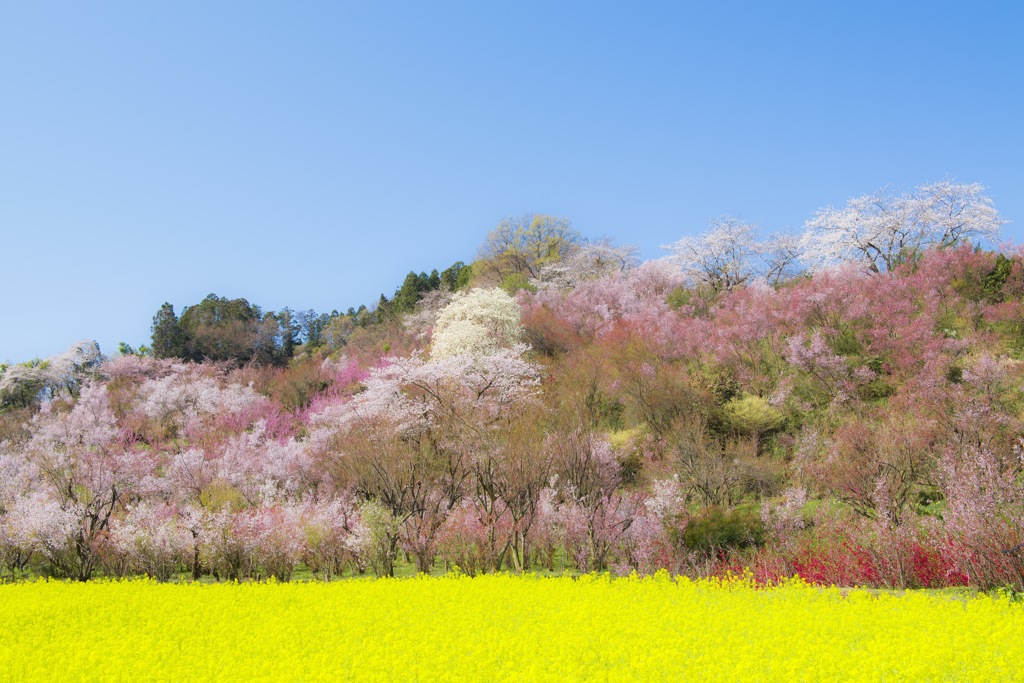 春爛漫