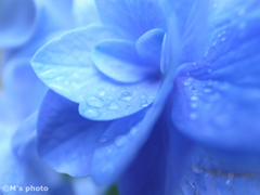 蒼