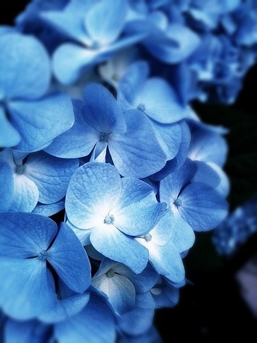 蒼