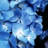 蒼
