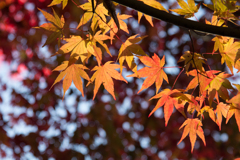 紅葉をさがして