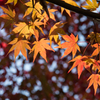 紅葉をさがして