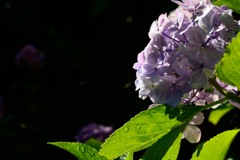 紫陽花