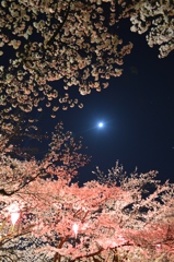 夜桜