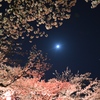 夜桜