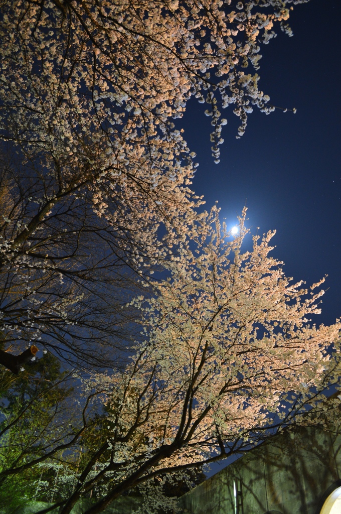 夜桜