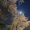 夜桜
