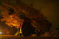 夜桜
