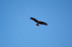 鳶