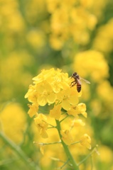 菜の花と蜜蜂