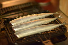 Pacific saury