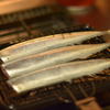 Pacific saury