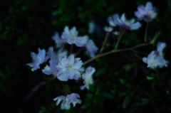 A Branch
