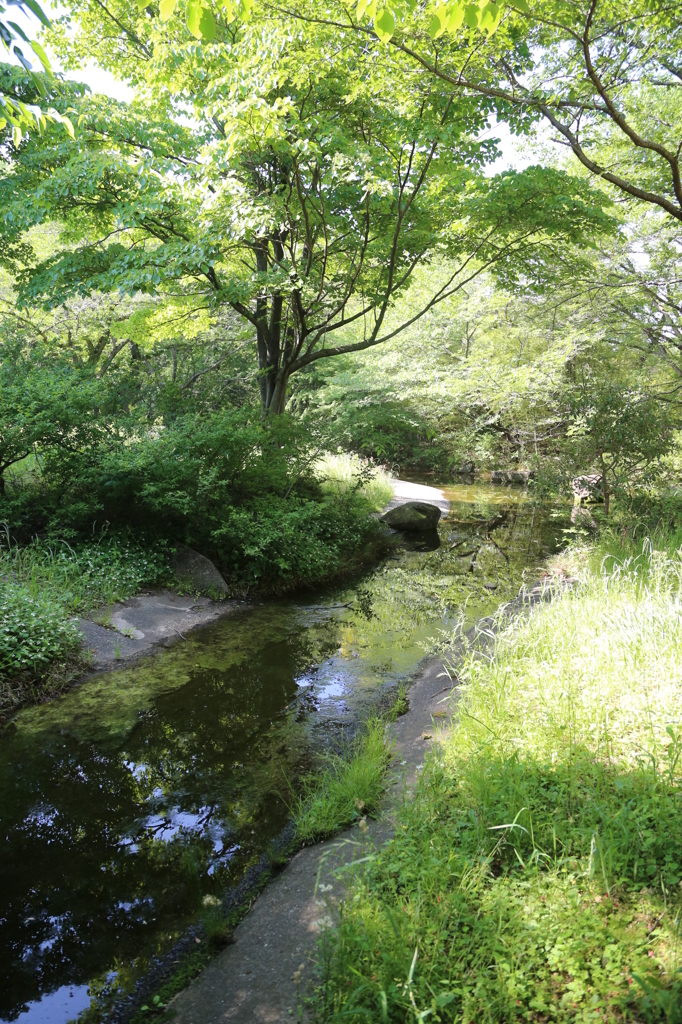 昭和記念公園
