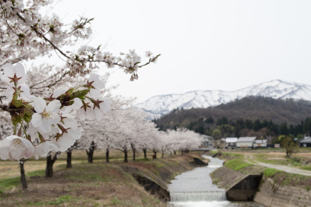 小川の桜並木